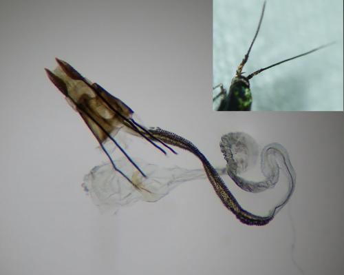 Coleophora alcyonipennella